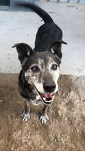 CALISTA, Hund, Mischlingshund in Portugal - Bild 4