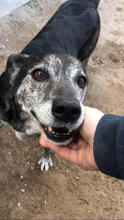 CALISTA, Hund, Mischlingshund in Portugal - Bild 6