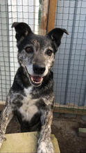 CALISTA, Hund, Mischlingshund in Portugal - Bild 7