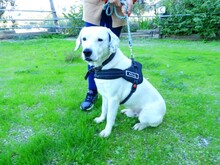 CLYF, Hund, Mischlingshund in Griechenland