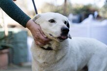 CLYF, Hund, Mischlingshund in Griechenland - Bild 10