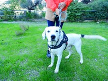 CLYF, Hund, Mischlingshund in Griechenland - Bild 12
