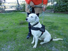 CLYF, Hund, Mischlingshund in Griechenland - Bild 13