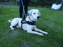 CLYF, Hund, Mischlingshund in Griechenland - Bild 14