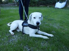 CLYF, Hund, Mischlingshund in Griechenland - Bild 15