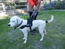 CLYF, Hund, Mischlingshund in Griechenland - Bild 16