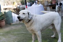 CLYF, Hund, Mischlingshund in Griechenland - Bild 7