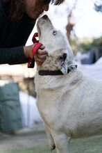 CLYF, Hund, Mischlingshund in Griechenland - Bild 8