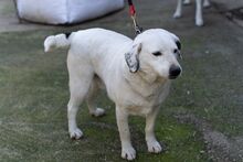 CLYF, Hund, Mischlingshund in Griechenland - Bild 9