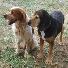 TONY, Hund, Epagneul Breton in Griechenland - Bild 10