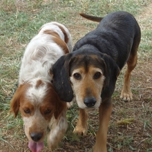 TONY, Hund, Epagneul Breton in Griechenland - Bild 11