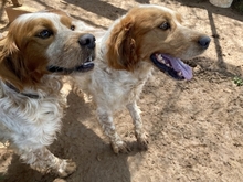 TONY, Hund, Epagneul Breton in Griechenland - Bild 12