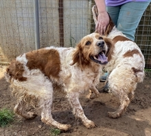 TONY, Hund, Epagneul Breton in Griechenland - Bild 14