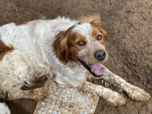 TONY, Hund, Epagneul Breton in Griechenland - Bild 18