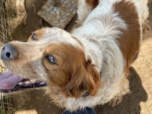 TONY, Hund, Epagneul Breton in Griechenland - Bild 19