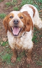 TONY, Hund, Epagneul Breton in Griechenland - Bild 2