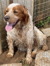 TONY, Hund, Epagneul Breton in Griechenland - Bild 20