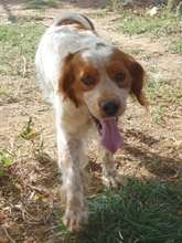 TONY, Hund, Epagneul Breton in Griechenland - Bild 22