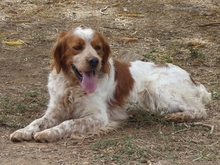 TONY, Hund, Epagneul Breton in Griechenland - Bild 23