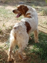 TONY, Hund, Epagneul Breton in Griechenland - Bild 27