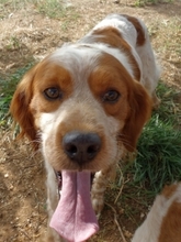 TONY, Hund, Epagneul Breton in Griechenland - Bild 28