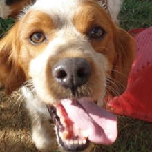 TONY, Hund, Epagneul Breton in Griechenland - Bild 29