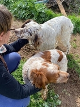 TONY, Hund, Epagneul Breton in Griechenland - Bild 3