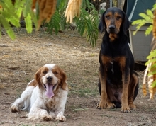 TONY, Hund, Epagneul Breton in Griechenland - Bild 30