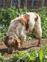 TONY, Hund, Epagneul Breton in Griechenland - Bild 4