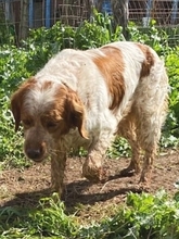 TONY, Hund, Epagneul Breton in Griechenland - Bild 5