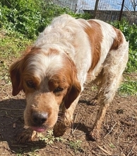 TONY, Hund, Epagneul Breton in Griechenland - Bild 6