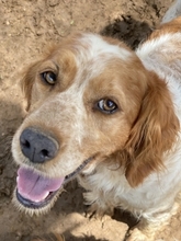 LARA, Hund, Epagneul Breton in Griechenland - Bild 13