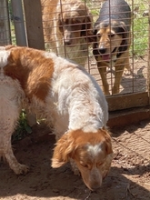 LARA, Hund, Epagneul Breton in Griechenland - Bild 14