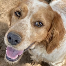 LARA, Hund, Epagneul Breton in Griechenland - Bild 16