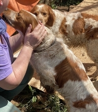 LARA, Hund, Epagneul Breton in Griechenland - Bild 18