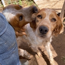 LARA, Hund, Epagneul Breton in Griechenland - Bild 20