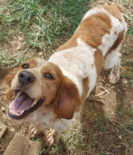 LARA, Hund, Epagneul Breton in Griechenland - Bild 3