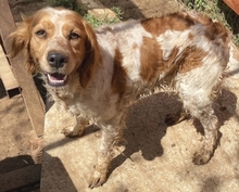 LARA, Hund, Epagneul Breton in Griechenland - Bild 4