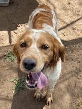 LARA, Hund, Epagneul Breton in Griechenland - Bild 9