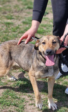MERLE, Hund, Mischlingshund in Bulgarien