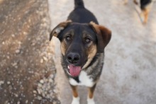 CASH, Hund, Mischlingshund in Rumänien - Bild 2