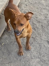 MANDERLEY, Hund, Pinscher-Mix in Rumänien - Bild 3