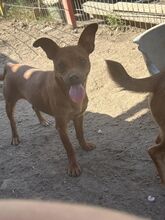 MANDERLEY, Hund, Pinscher-Mix in Rumänien - Bild 4