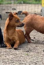 MANDERLEY, Hund, Pinscher-Mix in Rumänien - Bild 5