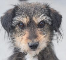 TIFFY, Hund, Mischlingshund in Rumänien