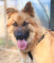 SIMSON, Hund, Mischlingshund in Rumänien