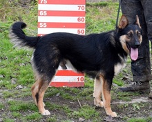 WOKY, Hund, Deutscher Schäferhund-Mix in Slowakische Republik - Bild 11