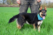 WOKY, Hund, Deutscher Schäferhund-Mix in Slowakische Republik - Bild 12