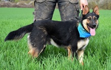 WOKY, Hund, Deutscher Schäferhund-Mix in Slowakische Republik - Bild 4