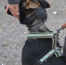 WOKY, Hund, Deutscher Schäferhund-Mix in Slowakische Republik - Bild 5